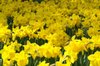 20070415_hitachikaihinkoen_004_7